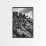 Hillside Forest, Peaceful Pines, Mountain Light, Framed Canvas Print, Nature Wall Art, Cabin Decor, Woodland Landscape Scene