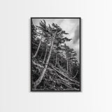 Windy Pines, Forest Landscape, Nature Photography, Framed Canvas Print, Rustic Wall Art, Cabin Decor, Minimalist Art, Fall Home Style