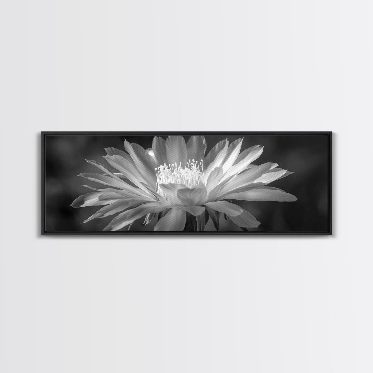 Soft Bloom, Desert Cactus Flower, Close-Up Botanical, Modern Black White Art, Framed Canvas Print, Bathroom Wall Art, Nature Photography
