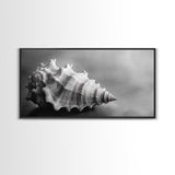 Sea Shell, Wabi Sabi Art, Coastal Decor, Minimalist Art, Nautical Wall Art, Moody Art, Extra Wide Art, Framed Canvas Print