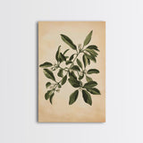 Mistletoe Canvas Print - Framed Canvas - Minimalist Christmas Art - Boho Christmas Art - Rustic Christmas Art