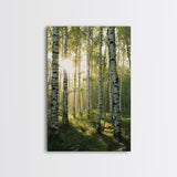 Morning Sunlight Birch Tree Art Canvas Print Natural Landscape Gift Rustic Farmhouse Vertical Artwork Home Decor Above Bed