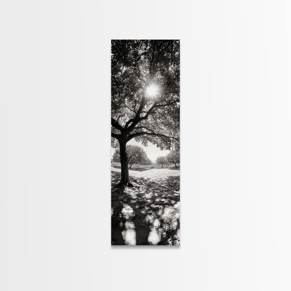 Sunlight Tree, Autumn Glow, Nature Shadowplay, Black White Forest Scene, Canvas Print, Fall Living Room Art, Boho Earthy Wall Decor
