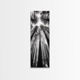 Redwood Forest, Sunlight Trees, Nature Canopy, Canvas Print, Serene Woodland Art, Cabin Wall Decor, Black and White Forest Art, Bedroom Wall Art