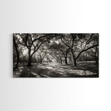 Oak Tree Path, Autumn Forest Glow, Nature Trail Photography, Framed Canvas Print, Hallway Wall Art, Earthy Decor, Woodland Art