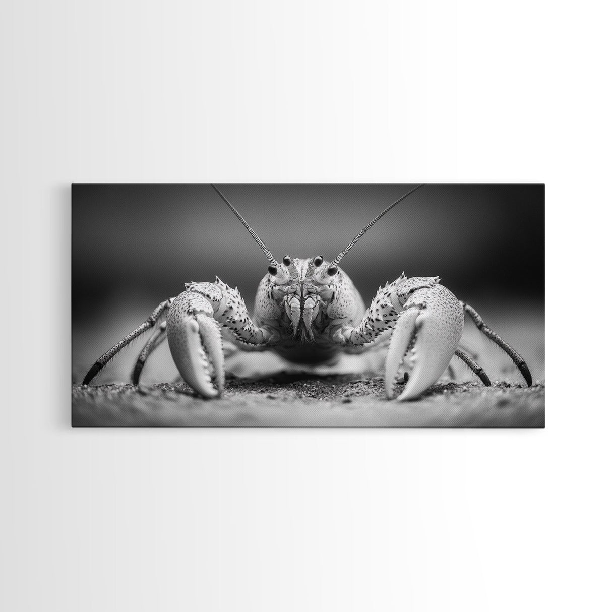 Hermit Crab, Close-Up, Ocean Creature, Monochrome Nature, Framed Canvas Print, Marine Wall Decor, Coastal Kitchen Wall Art, Entryway Accent