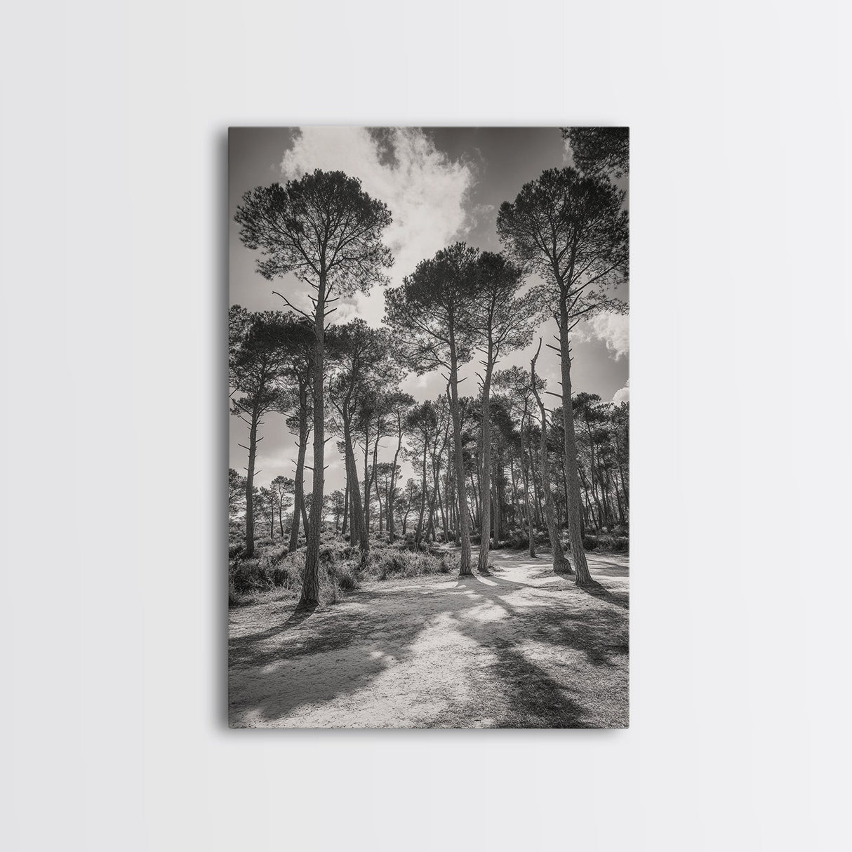 Forest Shadows, Tall Pines, Natural Light, Framed Canvas Print, woodland landscape, rustic cabin decor, autumn forest art