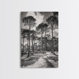 Forest Shadows, Tall Pines, Natural Light, Framed Canvas Print, woodland landscape, rustic cabin decor, autumn forest art