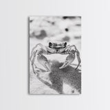Sand Crab, Beach Macro, Ocean Critter Art, Framed Canvas Print, Coastal Bathroom Decor, Beach House Wall Art, Nature Close-Up