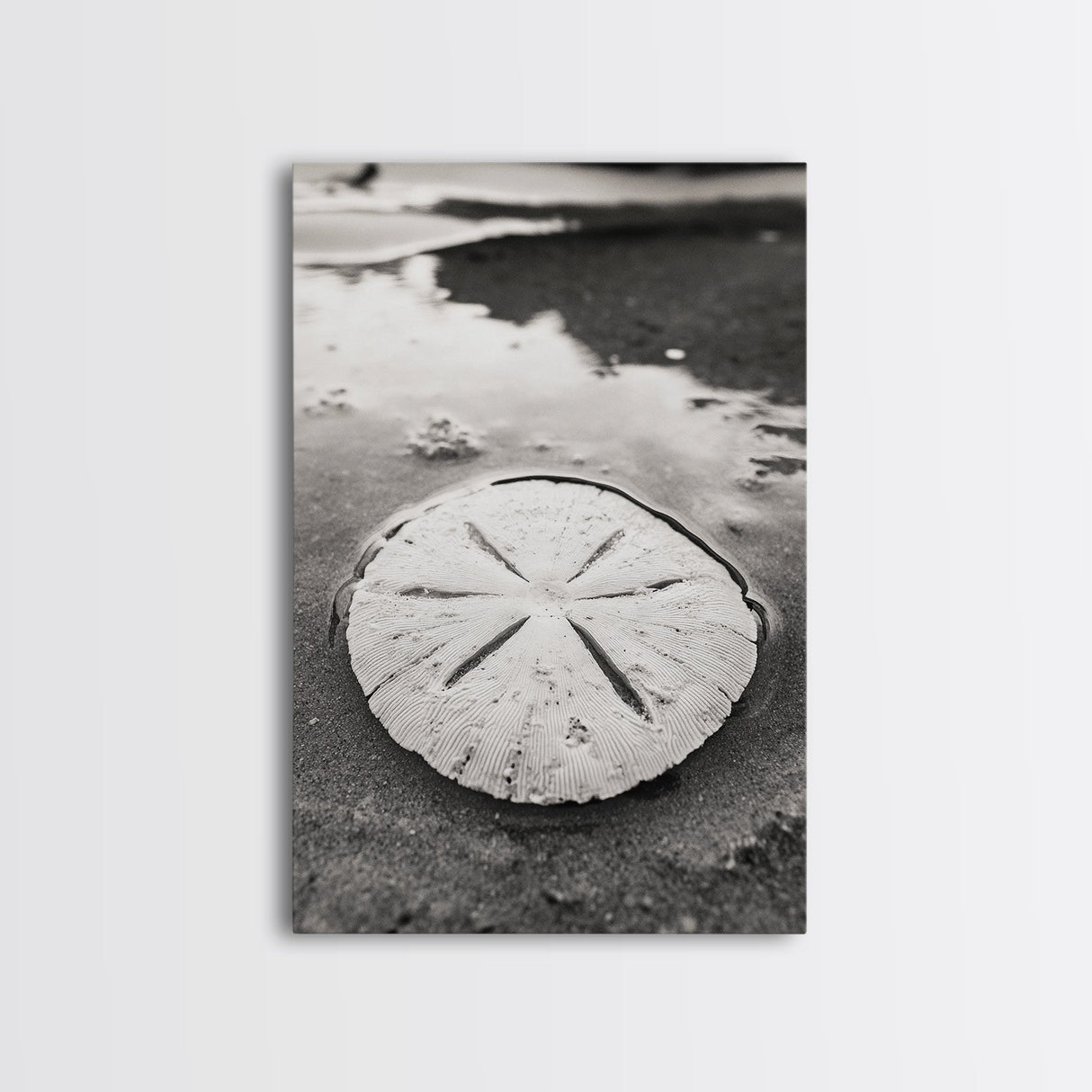 Sand Dollar, Coastal Shore, Ocean Shell Print, Canvas Print, Beachcomber Wall Art, Seaside Bathroom Decor, Nautical Nature Photography