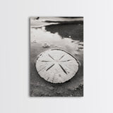 Sand Dollar, Coastal Shore, Ocean Shell Print, Canvas Print, Beachcomber Wall Art, Seaside Bathroom Decor, Nautical Nature Photography