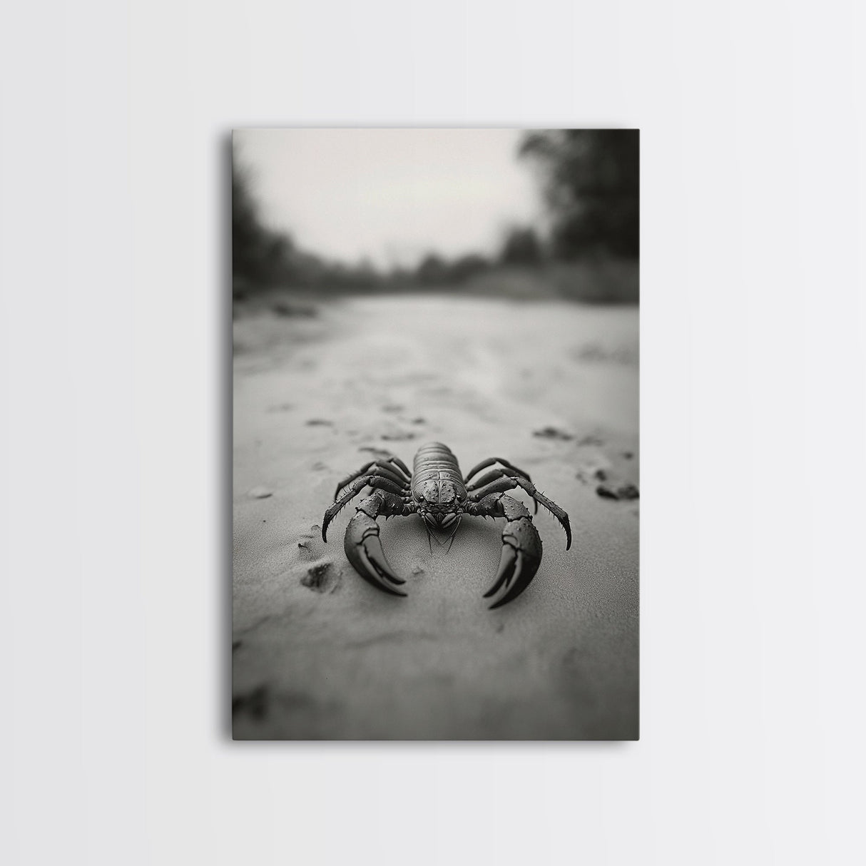 Desert Scorpion, Moody Wildlife, Sandy Ground, Focused Predator, Framed Canvas Print, edgy boho decor, masculine wall art, nature closeup
