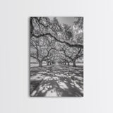 Oak Tree Tunnel, Southern Charm, Shaded Pathway, Timeless Trees Framed Canvas Print, farmhouse wall decor, hallway landscape art