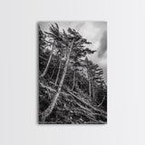 Windy Pines, Forest Landscape, Nature Photography, Framed Canvas Print, Rustic Wall Art, Cabin Decor, Minimalist Art, Fall Home Style