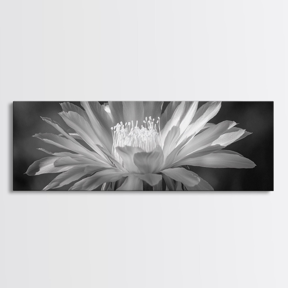 Soft Bloom, Desert Cactus Flower, Close-Up Botanical, Modern Black White Art, Framed Canvas Print, Bathroom Wall Art, Nature Photography