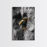 Fuzzy Bee Closeup, Insect Macro, Nature Texture, Framed Canvas Print, Wildlife Wall Art, Entomology Decor, Nature Photography