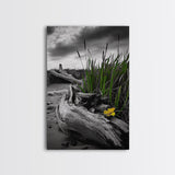 Wild Bloom, Yellow Flower, Driftwood and Grass, Moody Beach Scene, Framed Canvas Print, Autumn Wall Art, Nature Decor, Cozy Home Accent