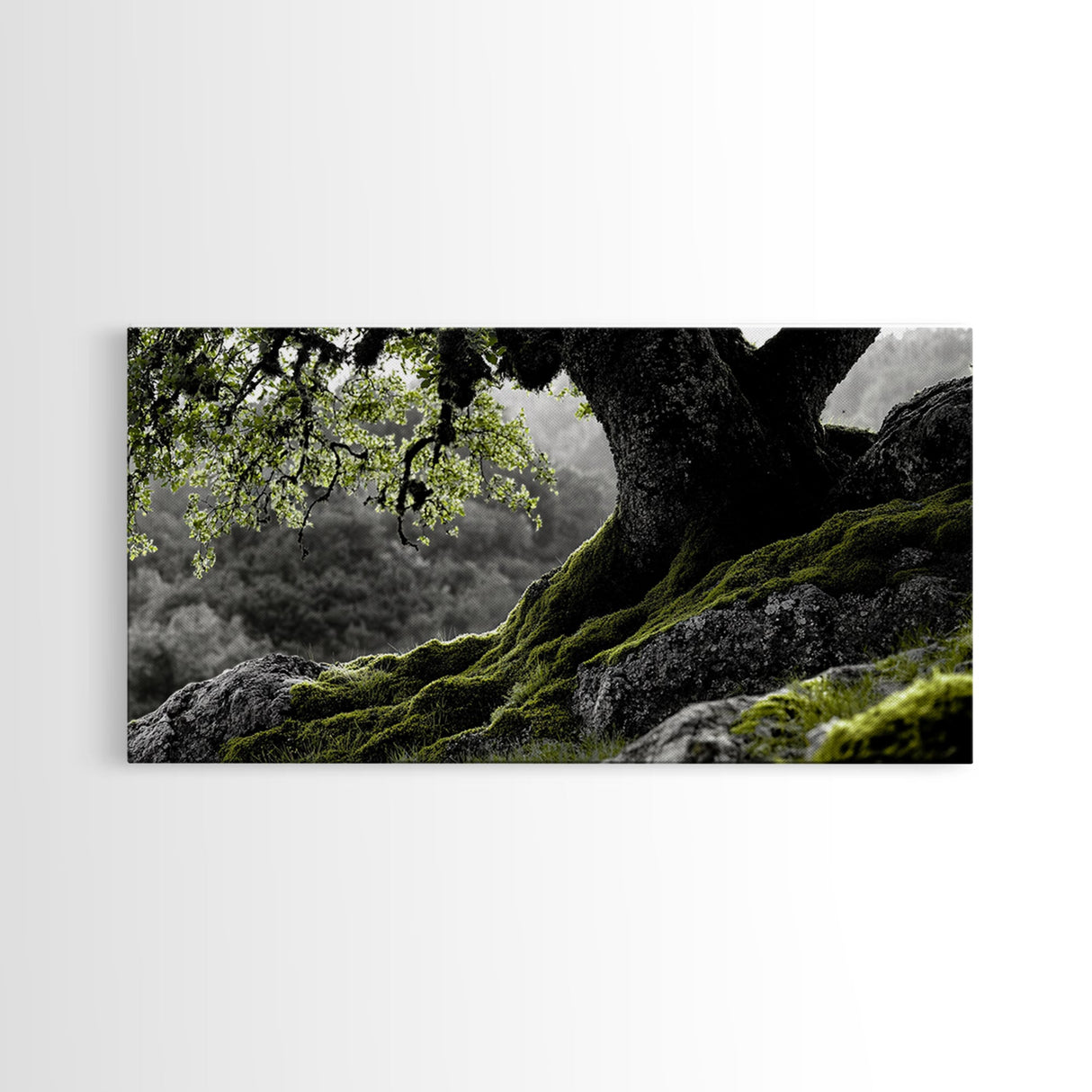 Mossy Oak Tree, oak tree art, nature wall art, rustic art, botanical prints, green wall art, extra wide art, Framed Canvas Print