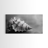 Sea Shell, Wabi Sabi Art, Coastal Decor, Minimalist Art, Nautical Wall Art, Moody Art, Extra Wide Art, Framed Canvas Print