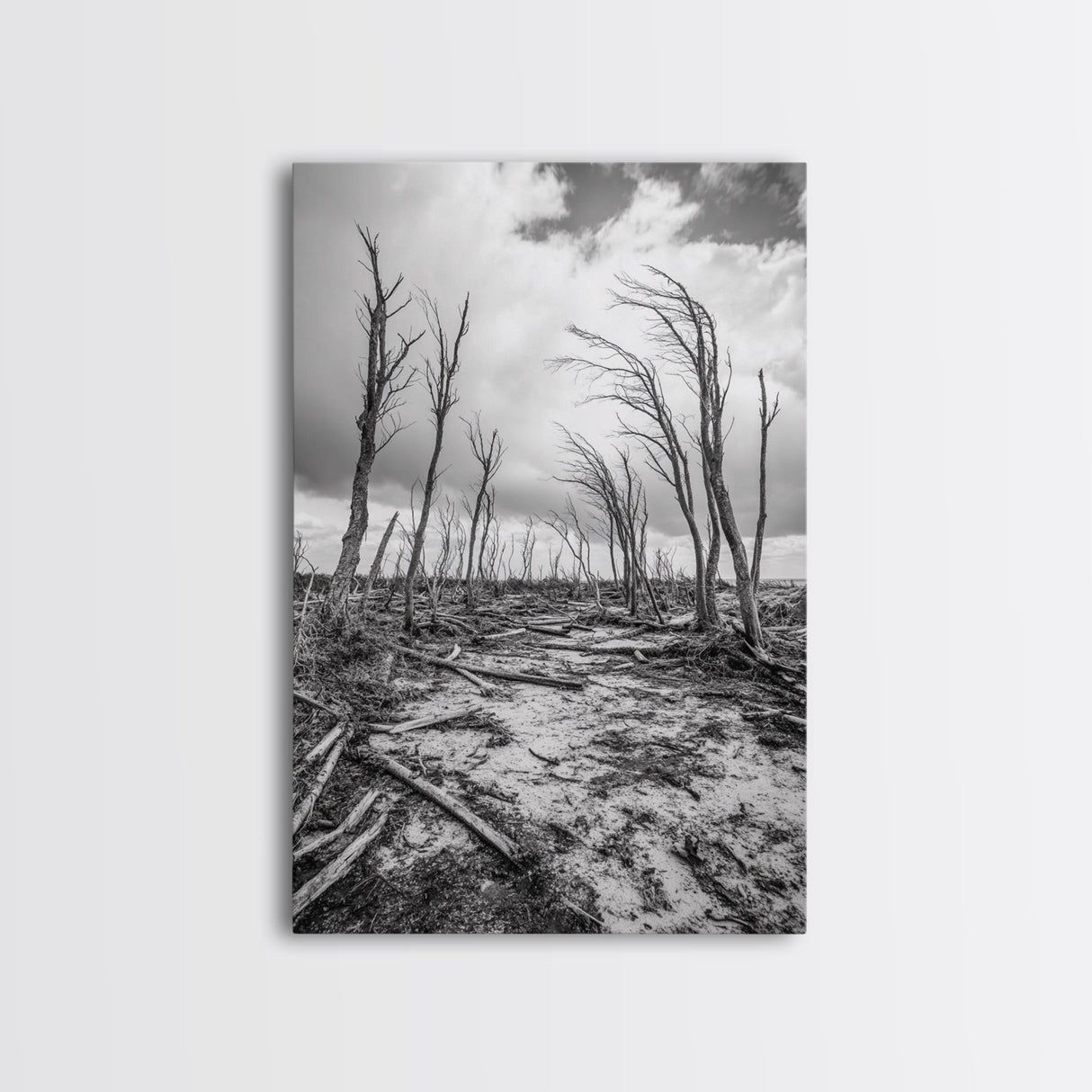 Windblown Trees, stormy sky, moody landscape, wabi sabi art, black and white, framed canvas print, rustic decor, nature photography