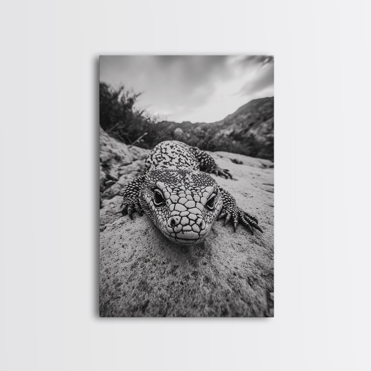 Lizard art, wildlife photography, moody art, desert decor, black and white photography, wabi sabi wall art, framed canvas print, unique gift