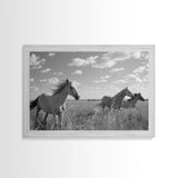 Fine Art Framed Canvas Print, Metal Art, Black & White Photo of Wild Mustangs, Horse Art, American Horses Landscape / Nature / Wildlife Art