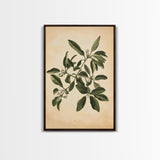 Mistletoe Canvas Print - Framed Canvas - Minimalist Christmas Art - Boho Christmas Art - Rustic Christmas Art