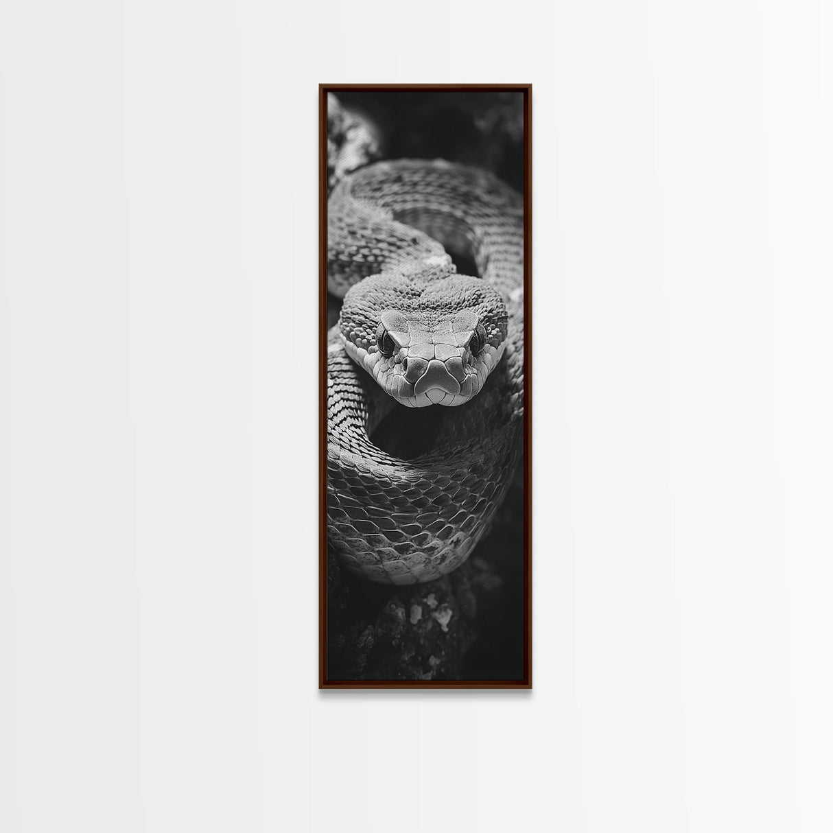 Coiled Snake, Wild Reptile, Black and White Snake, Fierce Eyes, Framed Canvas Print, Nature Lover Wall Art, Masculine Office Decor