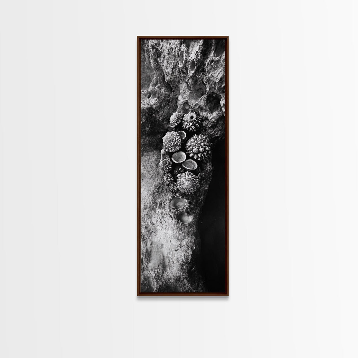 Tide Pool Life, Sea Creatures, Textured Nature, Ocean Details, Shell Art, Framed Canvas Print, Bathroom Wall Art, Coastal Boho Vibes