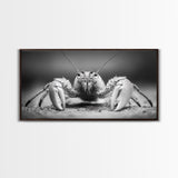 Hermit Crab, Close-Up, Ocean Creature, Monochrome Nature, Framed Canvas Print, Marine Wall Decor, Coastal Kitchen Wall Art, Entryway Accent