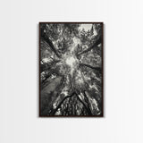 Tree Canopy, Forest Light, Upward View, Canvas Print, Woodland Wall Art, Living Room Decor, Nature Perspective Photography