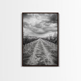 Vineyard Rows, Cloudy Skies, Countryside Path, Canvas Print, Farmhouse Wall Art, Kitchen or Dining Decor, Rustic Landscape Photo