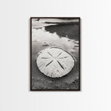 Sand Dollar, Coastal Shore, Ocean Shell Print, Canvas Print, Beachcomber Wall Art, Seaside Bathroom Decor, Nautical Nature Photography