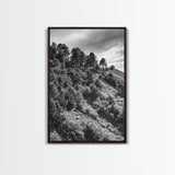 Hillside Forest, Peaceful Pines, Mountain Light, Framed Canvas Print, Nature Wall Art, Cabin Decor, Woodland Landscape Scene