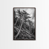 Windy Pines, Forest Landscape, Nature Photography, Framed Canvas Print, Rustic Wall Art, Cabin Decor, Minimalist Art, Fall Home Style