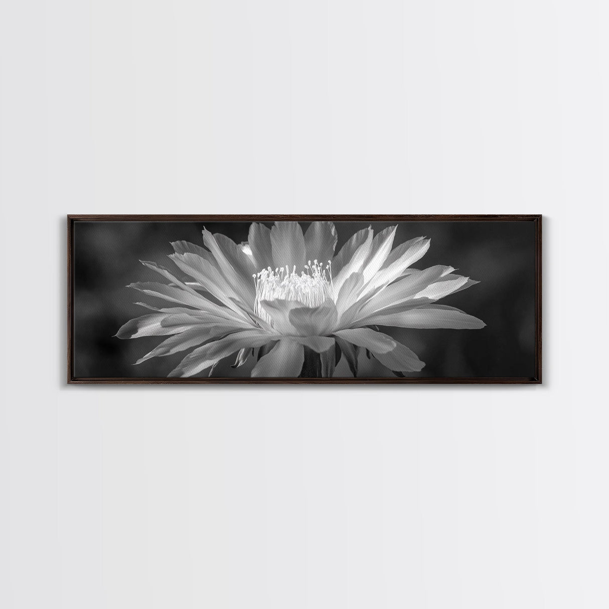 Soft Bloom, Desert Cactus Flower, Close-Up Botanical, Modern Black White Art, Framed Canvas Print, Bathroom Wall Art, Nature Photography