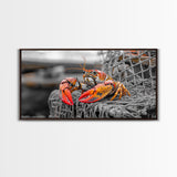 Bold Lobster, Nautical Art, Coastal Living, Red Claw, Framed Canvas Print, Beach House Wall Art, Kitchen Decor, Color Splash Style