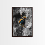 Fuzzy Bee Closeup, Insect Macro, Nature Texture, Framed Canvas Print, Wildlife Wall Art, Entomology Decor, Nature Photography