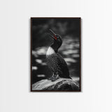Loon Call, Singing Bird, Red Beak, Monochrome Framed Canvas Print, Wildlife Wall Decor, Bird Lover Wall Art, Rustic Cabin Accent
