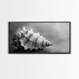 Sea Shell, Wabi Sabi Art, Coastal Decor, Minimalist Art, Nautical Wall Art, Moody Art, Extra Wide Art, Framed Canvas Print