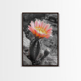 Blooming cactus, botanical print, desert flora, framed canvas print, nature decor, succulent wall art, pink flowers, southwest painting