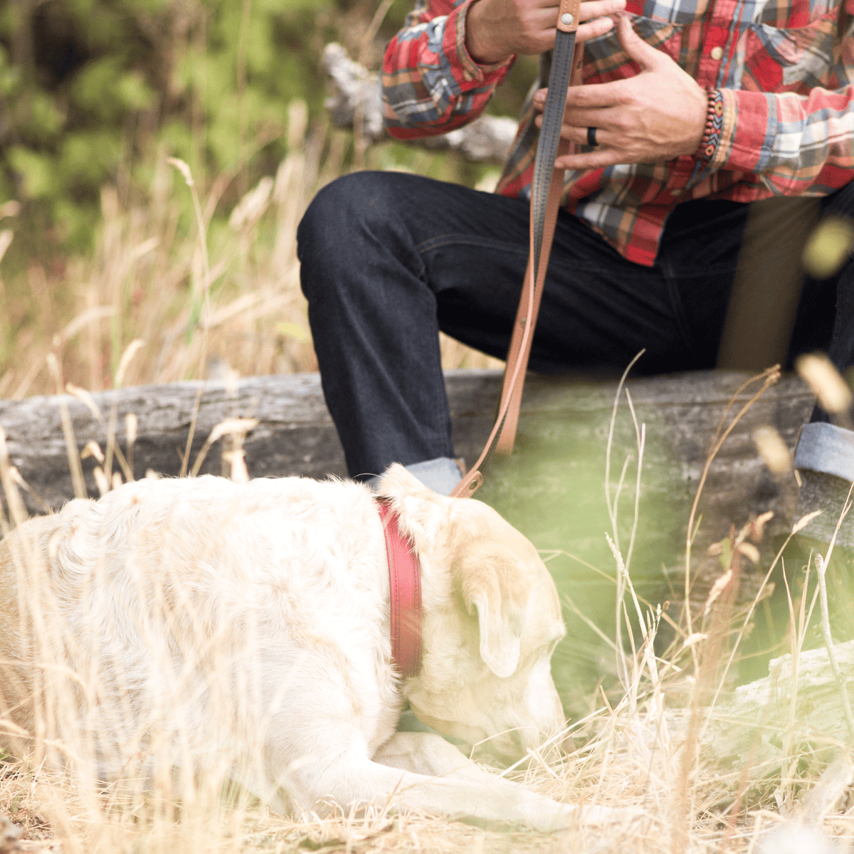 Lifestyle photo of a person in a plaid shirt sitting outdoors, leash clipped to a golden retriever's red collar