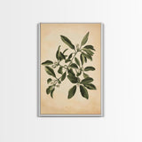 Mistletoe Canvas Print - Framed Canvas - Minimalist Christmas Art - Boho Christmas Art - Rustic Christmas Art