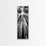 Redwood Forest, Sunlight Trees, Nature Canopy, Canvas Print, Serene Woodland Art, Cabin Wall Decor, Black and White Forest Art, Bedroom Wall Art