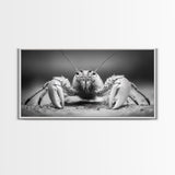 Hermit Crab, Close-Up, Ocean Creature, Monochrome Nature, Framed Canvas Print, Marine Wall Decor, Coastal Kitchen Wall Art, Entryway Accent