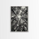 Tree Canopy, Forest Light, Upward View, Canvas Print, Woodland Wall Art, Living Room Decor, Nature Perspective Photography