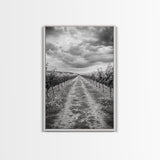 Vineyard Rows, Cloudy Skies, Countryside Path, Canvas Print, Farmhouse Wall Art, Kitchen or Dining Decor, Rustic Landscape Photo