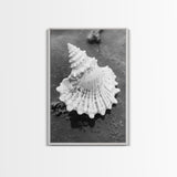Spiral Shell, Beach Texture, Nature Closeup, Sea Whisper Framed Canvas Print, minimalist beach wall art, boho coastal kitchen decor