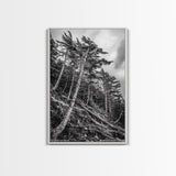 Windy Pines, Forest Landscape, Nature Photography, Framed Canvas Print, Rustic Wall Art, Cabin Decor, Minimalist Art, Fall Home Style