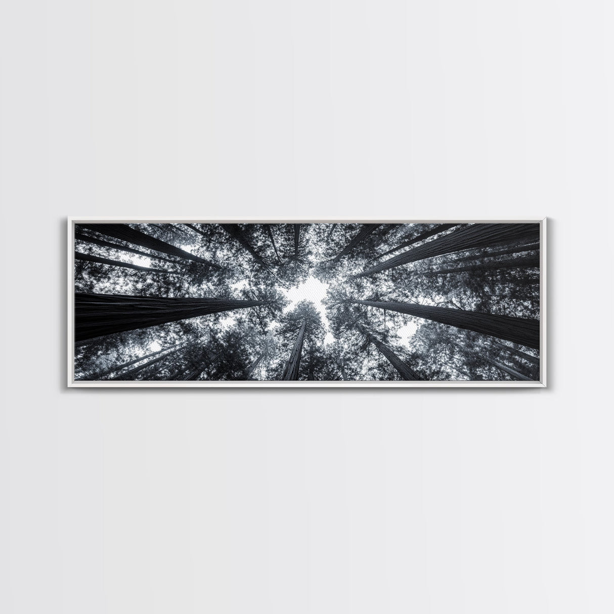 Redwood Trees, Forest Canopy, Looking Upward, Canvas Print, Black and White Nature Art, Meditation Room Decor, Minimalist Wall Art